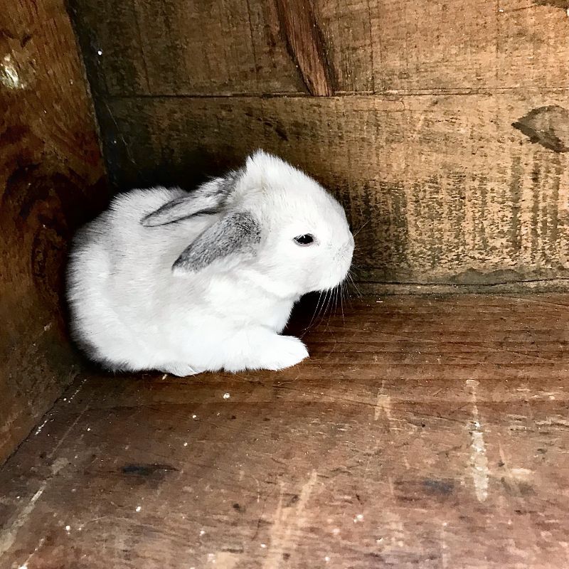 white-house-rabbitry-columbia-pa-005